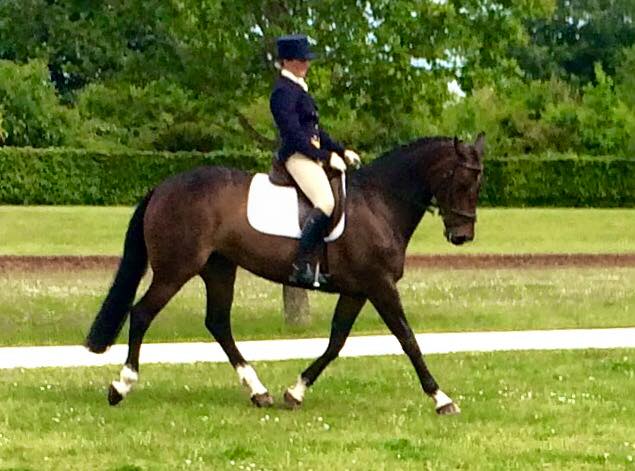 Claire Fielding\'s ex race horse shows them how to to dressage at Intermediate.