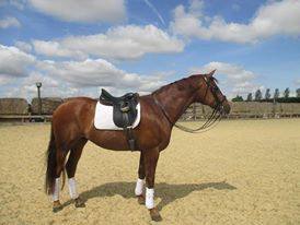 Dressage Diva concentrates on dancing now he\'s on a Bespoke.