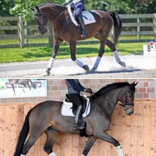 Is your horse\'s frame allowed to be a little too long in a test?